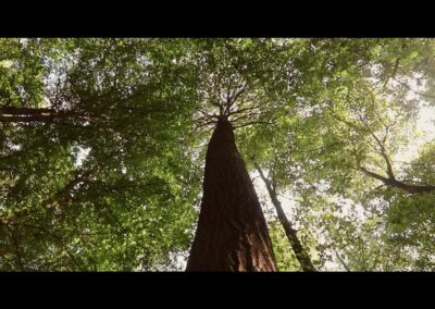Landegger – Die Reise des Waldbodens